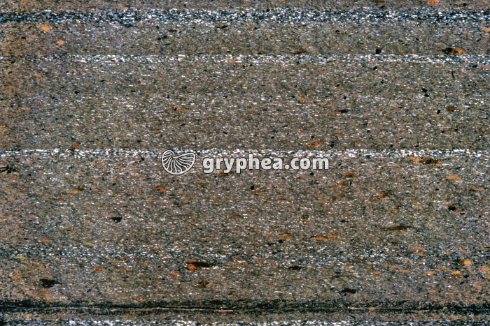 Pélite gréseuse LPA x2 - gryphea.com